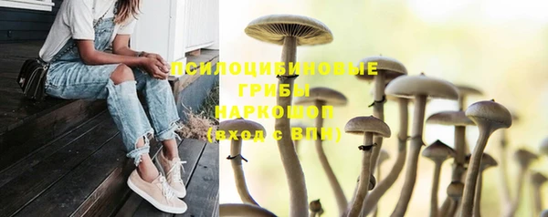 ПСИЛОЦИБИНОВЫЕ ГРИБЫ Ельня